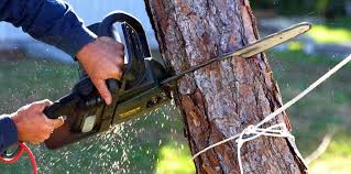 Professional Tree Care Services in Shell Point, SC